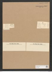 Diatomeae indet. Zeichnungen Sammlung Grunow Nr. 3905 (NHMW-BOT-W0371633)